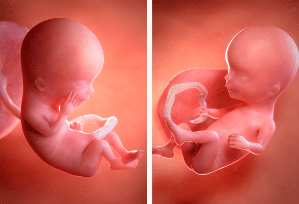 Développement du fœtus à 3 mois de grossesse dans l’utérus