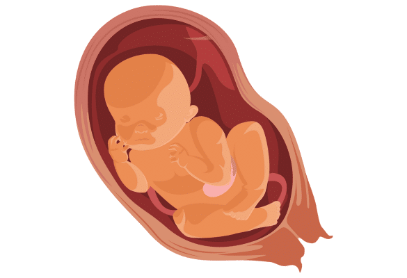 Schéma anatomique représentant un fœtus en position du siège dans l’utérus, tête en haut et bassin orienté vers le bas.