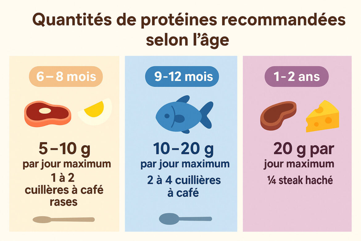 Tableau indiquant les portions quotidiennes de protéines adaptées aux bébés entre 6 mois et 3 ans